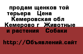 продам щенков той -терьера › Цена ­ 4 000 - Кемеровская обл., Кемерово г. Животные и растения » Собаки   